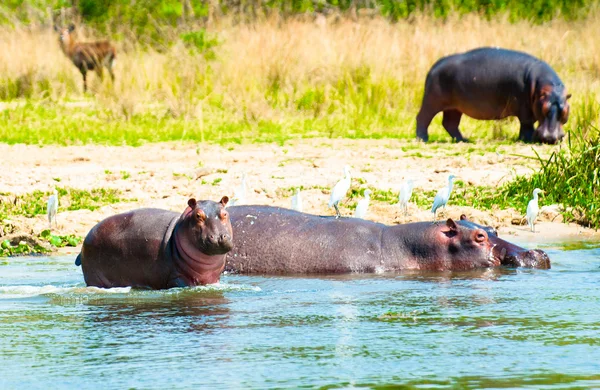 Las cigüeñas se sienten muy cómodas en las espaldas del hipopótamo —  Fotos de Stock
