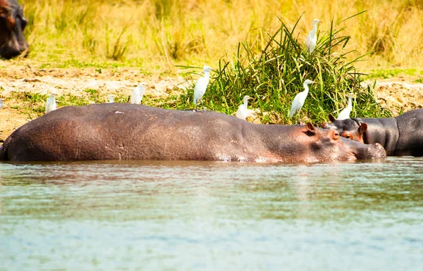 Bociany czują się bardzo dobrze na plecach hipopotam — Zdjęcie stockowe