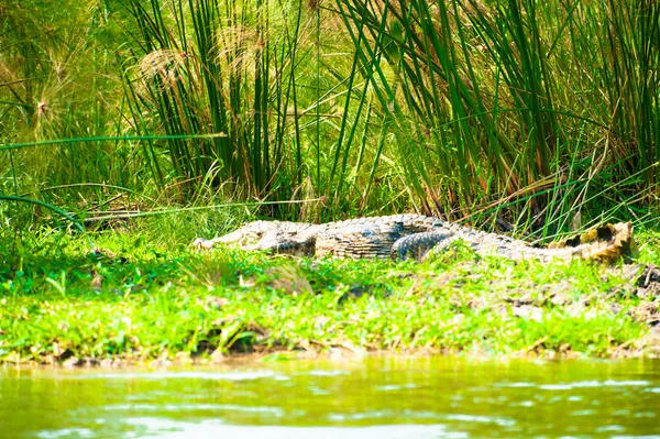 Afrikanisches Krokodil auf dem Gras der Küste — Stockfoto
