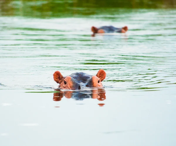 Un hipopótamo nada y el otro sigue por detrás. —  Fotos de Stock
