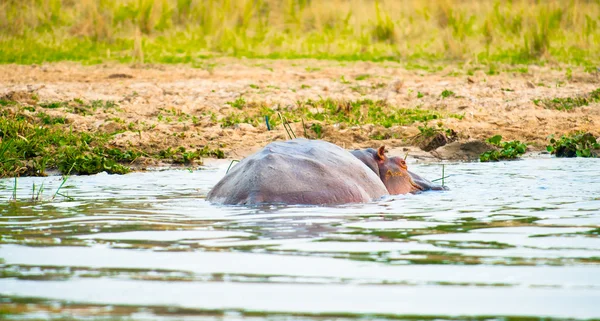 Rückseite des schwimmenden Nilpferdes — Stockfoto