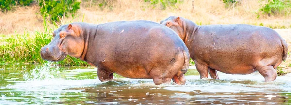 Ippopotamo innamorato l'uno dell'altro — Foto Stock