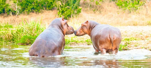 Hippopotamus in love with one another — Stock Photo, Image