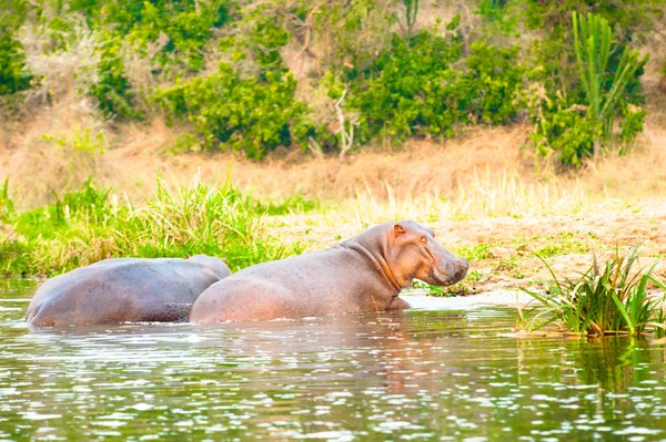 Hipopótamo enamorado el uno del otro — Foto de Stock