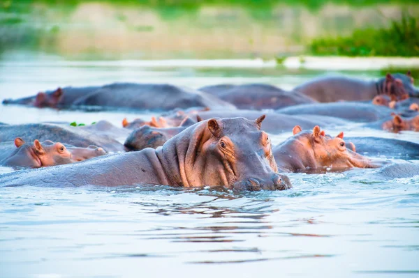 Hippoptamus i floden, uganda, Afrika — Φωτογραφία Αρχείου