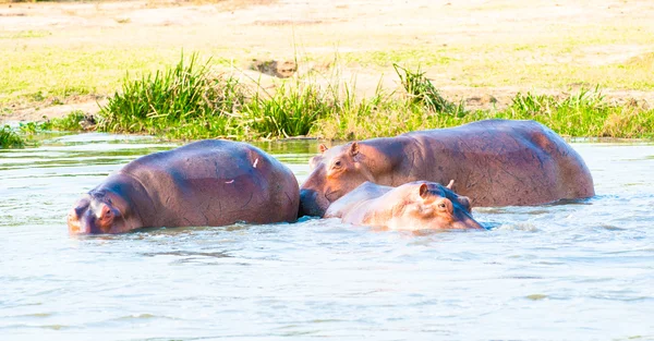 Κοπάδι του hippopotamus — Φωτογραφία Αρχείου