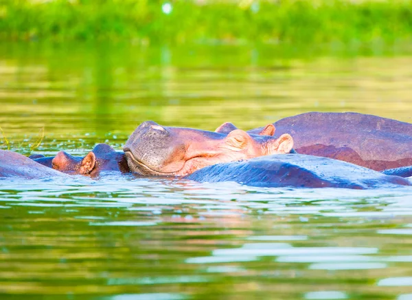 Beautiful hippopotamus smiles with a huge mouth — Stock Photo, Image