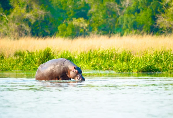 Afrikanisches Flusspferd trinkt das Wasser aus dem Fluss — Stockfoto