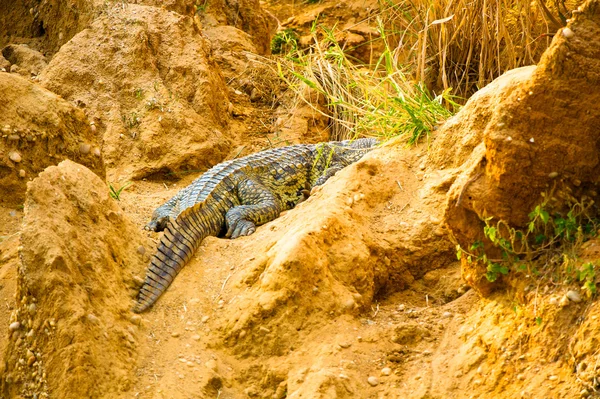 Крокодил ходить по землі — стокове фото
