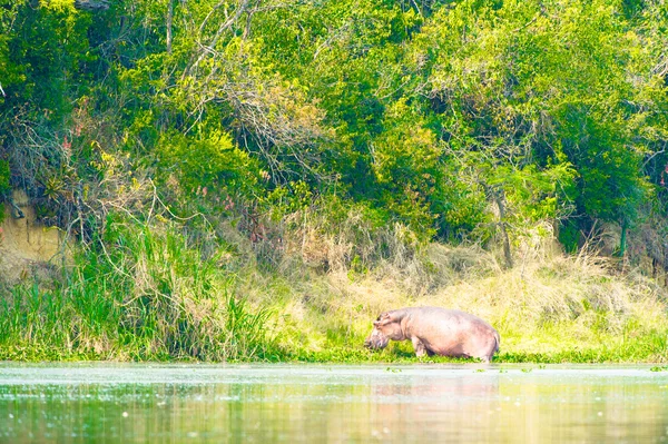 Hippopotamus stay on the edge of the coast in Uganda , Africa