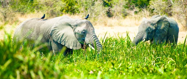 Couple of the elephant are having a snack in Africa, Uganda — Stock Photo, Image
