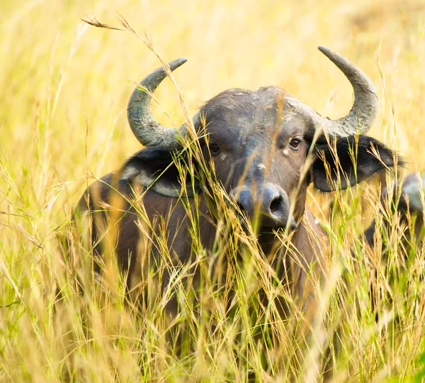 Porträt eines furchterregenden Büffels aus Afrika — Stockfoto