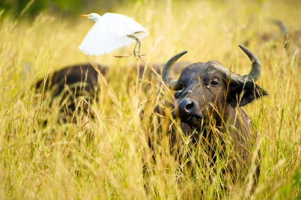 Schöner Storch hebt den Büffeln den Rücken — Stockfoto