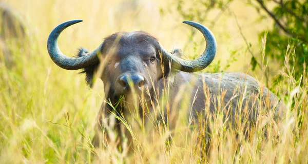 Retrato de un búfalo aterrador de África — Foto de Stock