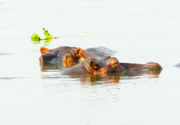 Diversi ippopotami nuotano insieme in un piccolo fiume dell'Uganda , — Foto Stock