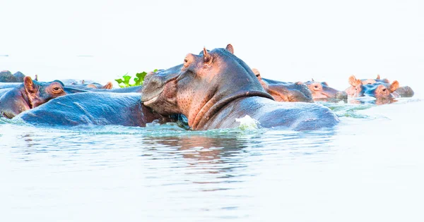 Enorme bandada de hipopótamos en el río —  Fotos de Stock