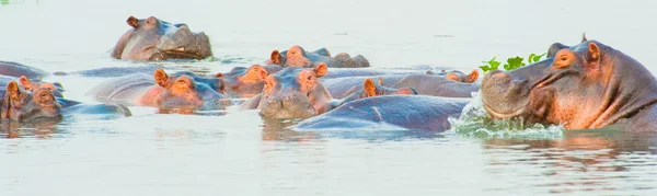 Ogromne stada hipopotama w rzece — Zdjęcie stockowe