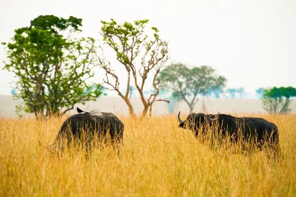 Buffalo familie i savanna of Africa - Stock-foto