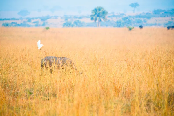 L'oiseau atterrit sur le dos du buffle — Photo