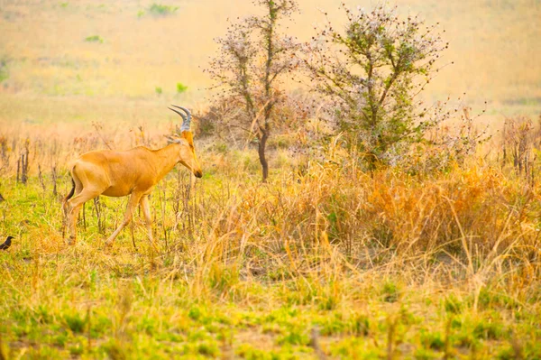 Kis antilop sétál át a szavanna Uganda keresi a Szom — Stock Fotó