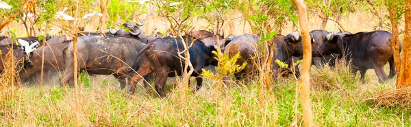 Flock of the buffalos from Africa — Stock Photo, Image