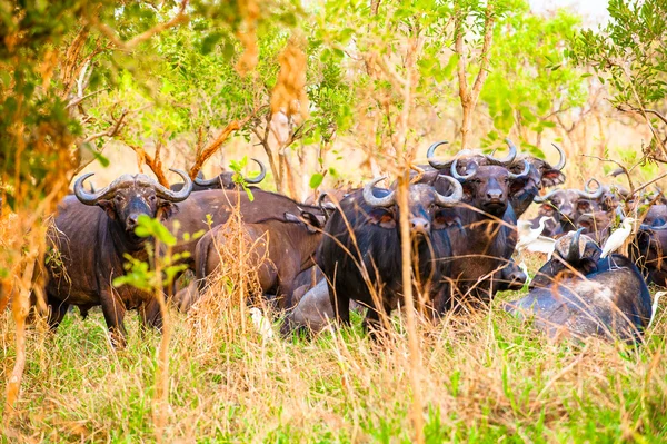 Flock of the buffalos from Africa — Stock Photo, Image