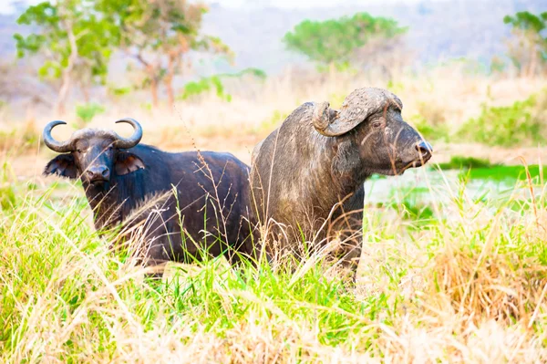 Buffalo w trawie patrząc w Ugandzie, Afryka — Zdjęcie stockowe