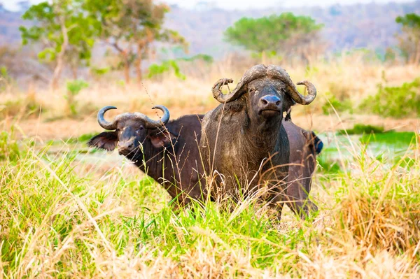 Búfalo en el césped mirando hacia arriba en Uganda, África — Foto de Stock
