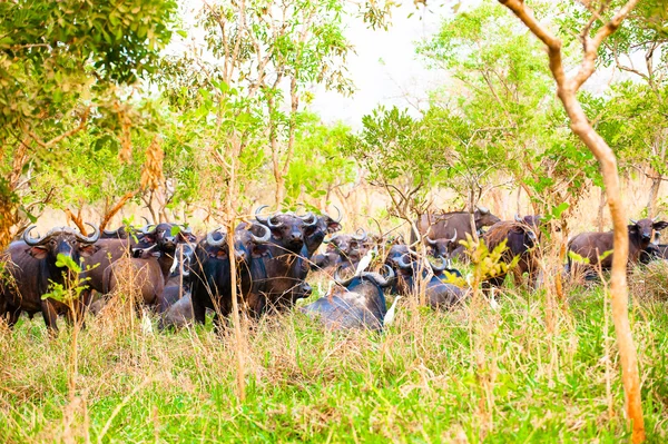 Buffalo na grama olhando para cima em Uganda, África — Fotografia de Stock