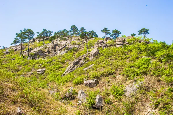 Дерева на поверхні гори Kumgang — стокове фото