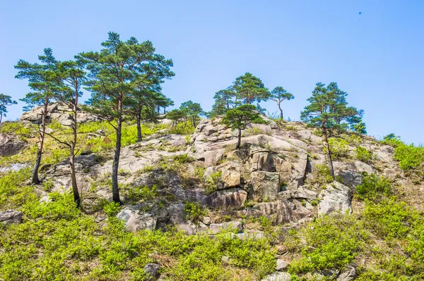 Mount kumgang yüzeyinde ağaçlar — Stok fotoğraf