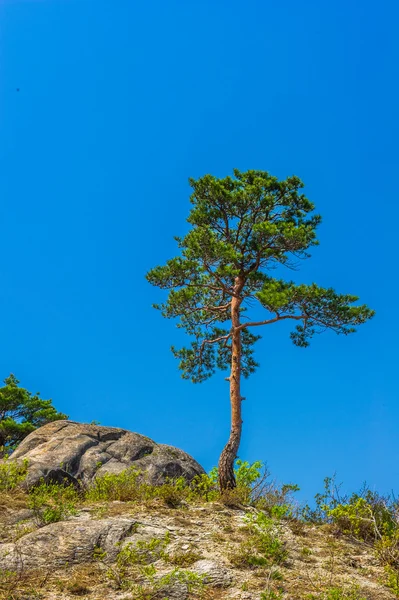 Дерево на вершине горы Кумган — стоковое фото