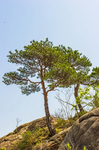 Formacje na mount kumgang w kangwon-do, korea Północna. — Zdjęcie stockowe