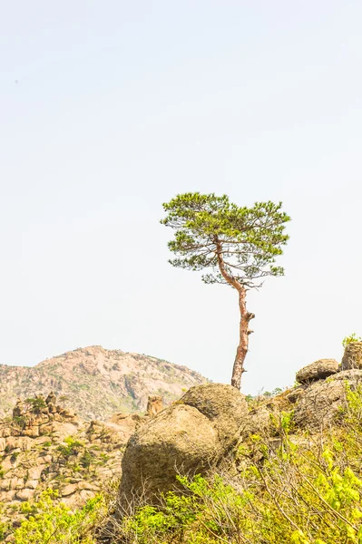 Alleen boom op de berg kumgang in Kangwŏn-do, Noord-korea. — Stockfoto