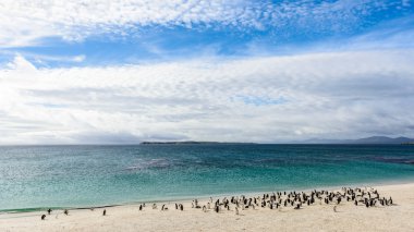 Penguins on the coast of the ocean of the Falkland Islands clipart