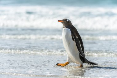 Gentoo pengueni ve bir dalga.