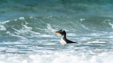 Gentoo pengueni okyanusta yüzüyor.