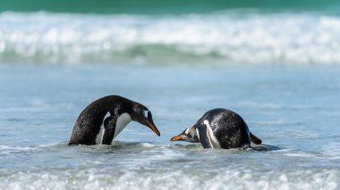 Gentoo penguin poses. clipart