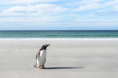 Gentoo penguin on the coast. clipart