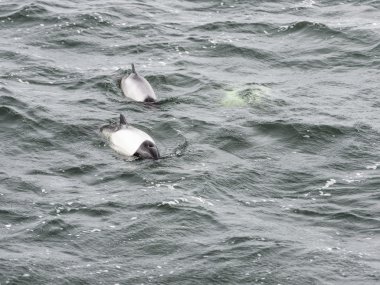 taslak Bayağı minke balinası.
