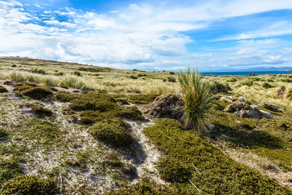 Landscape of The Falkland Islands — Stock Photo, Image