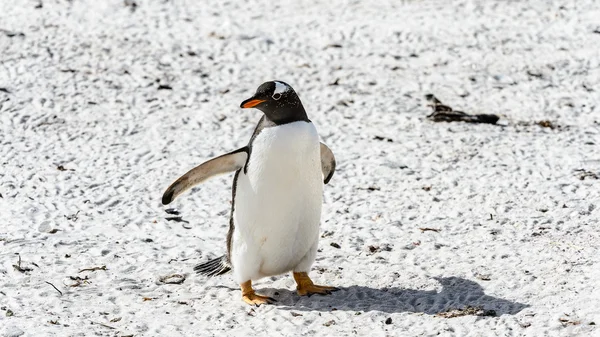 Pinguino Gentoo cammina sul terreno — Foto Stock