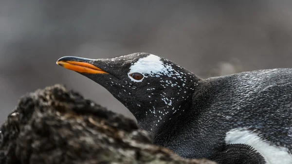 Huvudet av en gentoo penguin. — Stockfoto