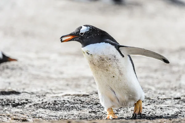 ジェンツー ペンギン. — ストック写真