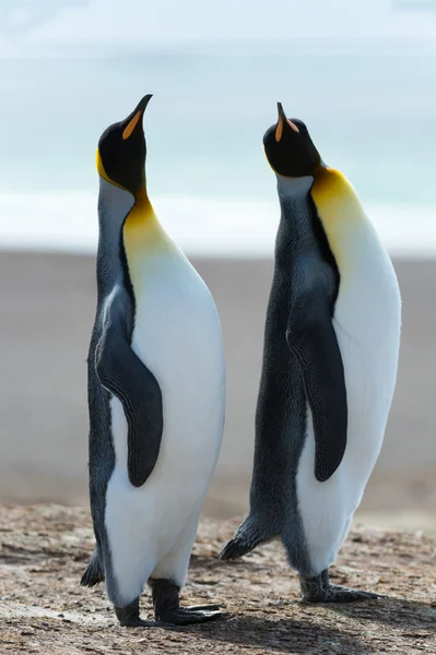 Par av konungen pingviner. — Stockfoto