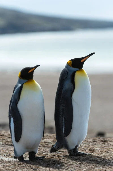 Iki Kral penguenler. — Stok fotoğraf