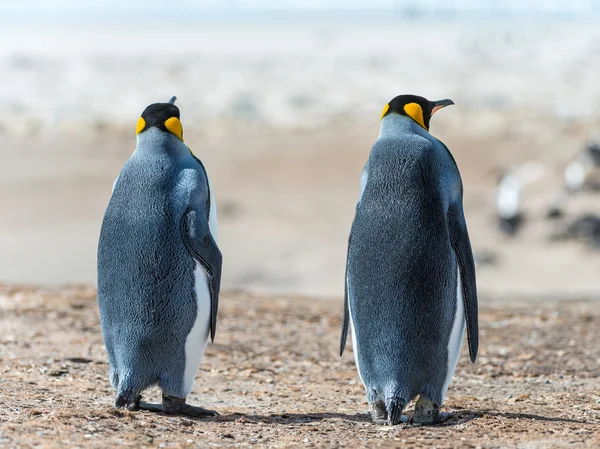 Twee koning pinguïns. zicht vanaf de achterkant — Stockfoto