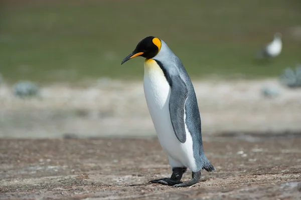 Kral penguen yürüyüşler düşünme. — Stok fotoğraf