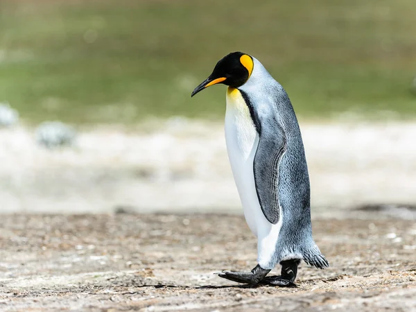 Roi pingouin marche en pensant . — Photo