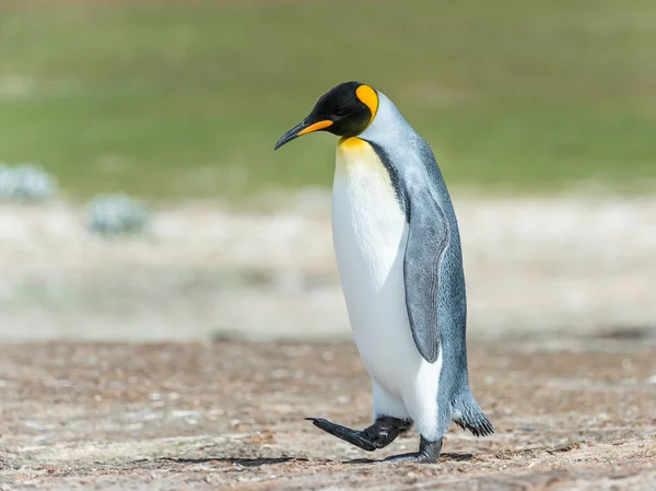 Kral penguen yürüyüşler düşünme.